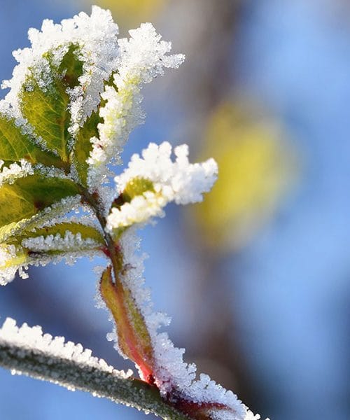 Vremenski pregovori – februar (svečan)