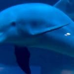 Kaj vse znajo delfini