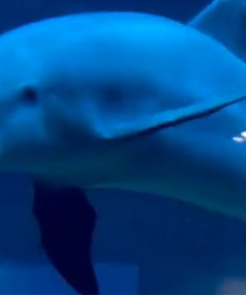 Ste že videli, kaj vse zmorejo delfini?