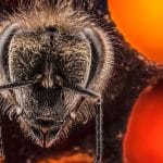 Fotograf, National Geographic