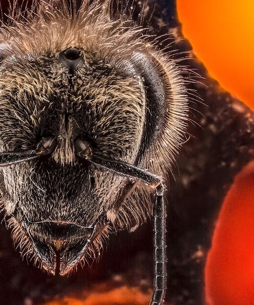 Prihaja prva sezona serije Fotograf