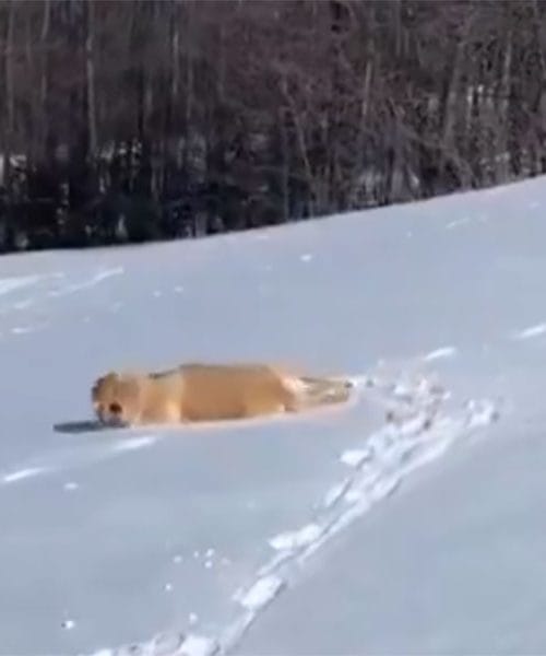 Tako srečnega labradorca v snegu še niste videli