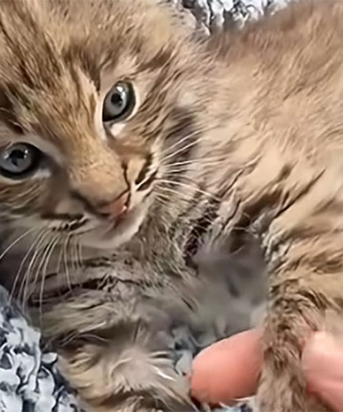 Par posvojil mladička ameriškega risa