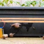 Polži in paradižnik