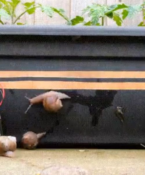 Polži, paradižnik in 9V elektrika