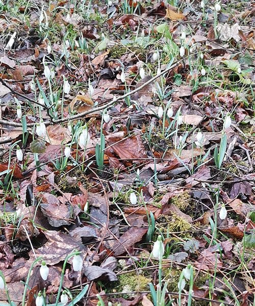 Misel za lepši dan – Župančič o pomladi