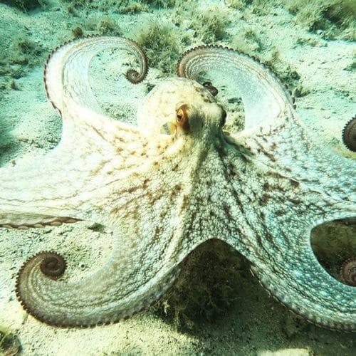 Danes praznuje eno najpametnejših bitij v morju – ima tri srca, modro kri in osem lovk