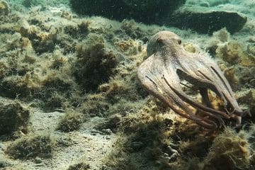 Koliko je tehtala največja hobotnica, ujeta v Jadranskem morju?