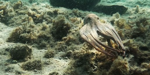 Koliko je tehtala največja hobotnica, ujeta v Jadranskem morju?