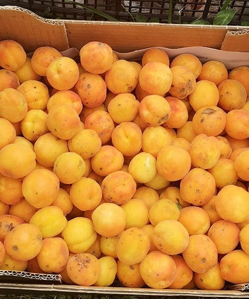 Marelice so vsestransko uporabno sadje