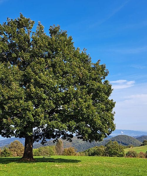 Kam na izlet s kolesom? Planina v Podbočju (Posavje)