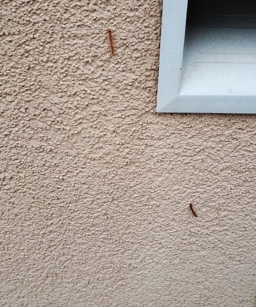 Dvojnonoge (diplopoda) so to poletje še posebej aktivne. Kako se jih rešiti?