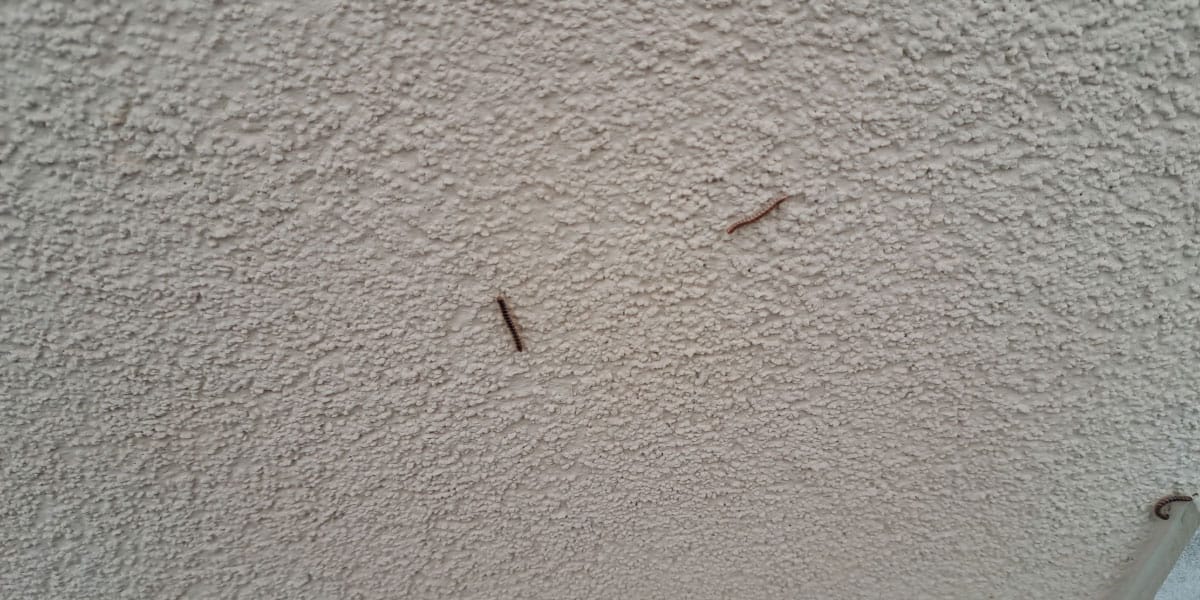 Diplopoda, dvojnonoge