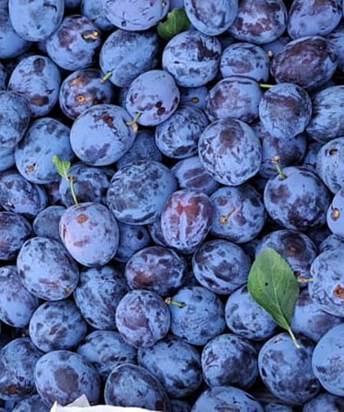 Slive – džem, kompot, pita, suhe slive in slivovka