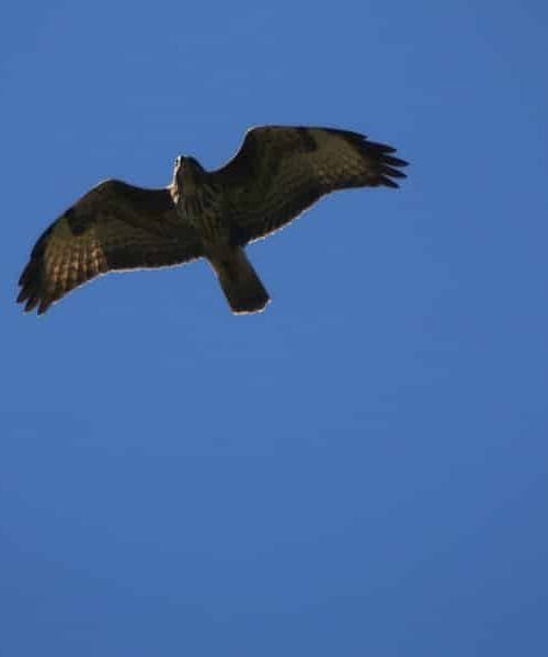Ptica postovka – zaklad slovenskega neba