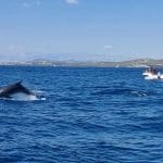 Delfini na Murterju