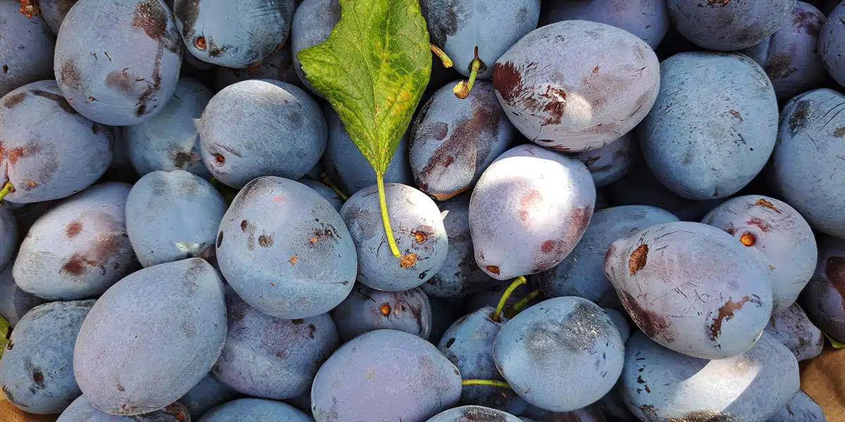 Slive so zdaj v polni sezoni: preprost trik, ki podaljša njihovo obstojnost