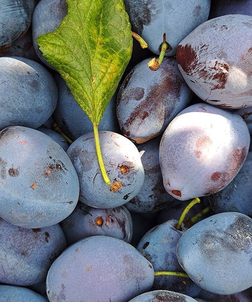 Skrivnost mladostne kože brez gub: Ali jeste to sadje?