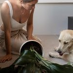 Nevarne sobne rastline