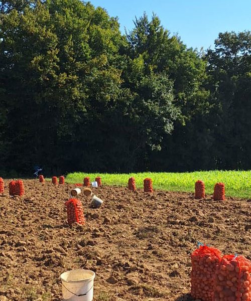 Pobiranje krompirja nekoč in danes