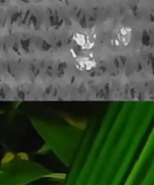 3-letnik se je izgubil v polju koruze