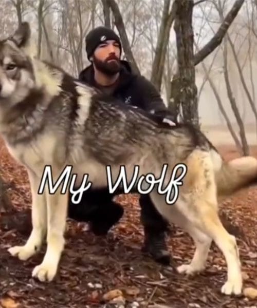 Mislil, da je rešil psa. A je volk postal njegov najboljši prijatelj