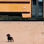 Čakala na prijatelja