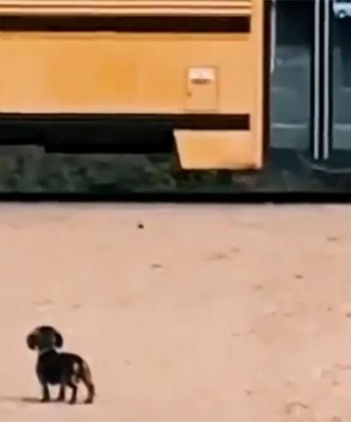 Ko psička počaka na najboljšega prijatelja