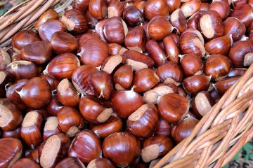 Kostanj – pečen je najboljši, divji odganja molje. Kaj pa, če ga je preveč?