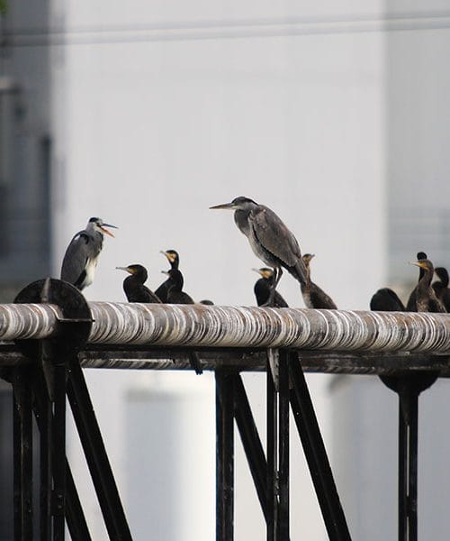 Svetovni dan varstva živali (4. oktober)