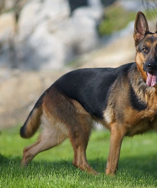 Komisar Rex se vrača na TV zaslone (2025)