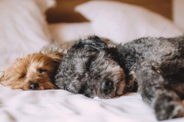 Pet razlogov, zakaj vaš pes noče spati v svojem ležišču