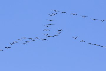 Ptice žerjavi: Selitev, oglašanje in prisotnost v Sloveniji