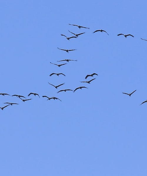 Ptice žerjavi: Selitev, oglašanje in prisotnost v Sloveniji