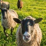 Bolezen modrega jezika in ovce