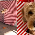 Viralni trend, lastniki psov