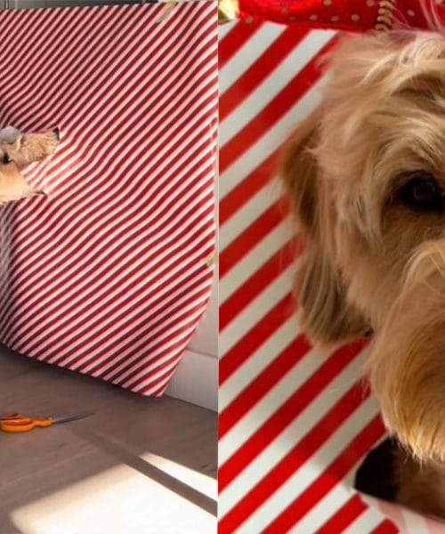 16 milijonov ogledov: Novi božični trend navdušil lastnike hišnih ljubljenčkov