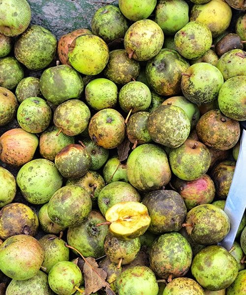 Jabolko – pozabljena zimska zakladnica zdravja v boju proti prehladom