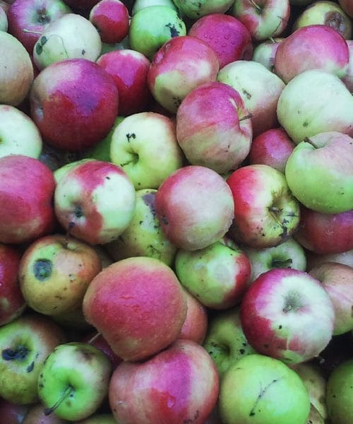 Carjevič – kraljevska sorta jabolk s tradicijo