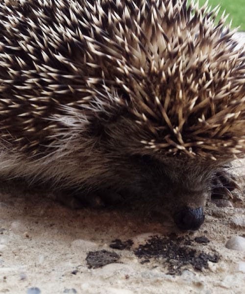 Mladi jež na domači terasi: Strokovni vodnik za pomoč in oskrbo