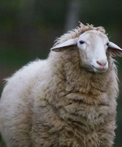 Kaj je kuga drobnice in zakaj bi nas morala skrbeti?