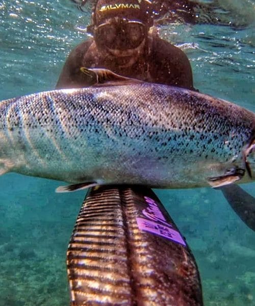 Atlantski losos v Jadranu: Ribe zbežale iz gojitvenih kletk, kar sproža polemike