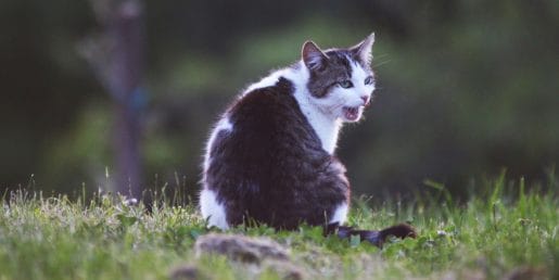 Mačka po stresu ni ista kot prej? Deset znakov, da potrebuje več miru in pomoči