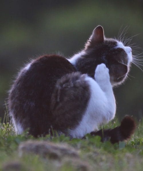 5 presenetljivih lastnosti mačk, za katere večina ljudi ne ve
