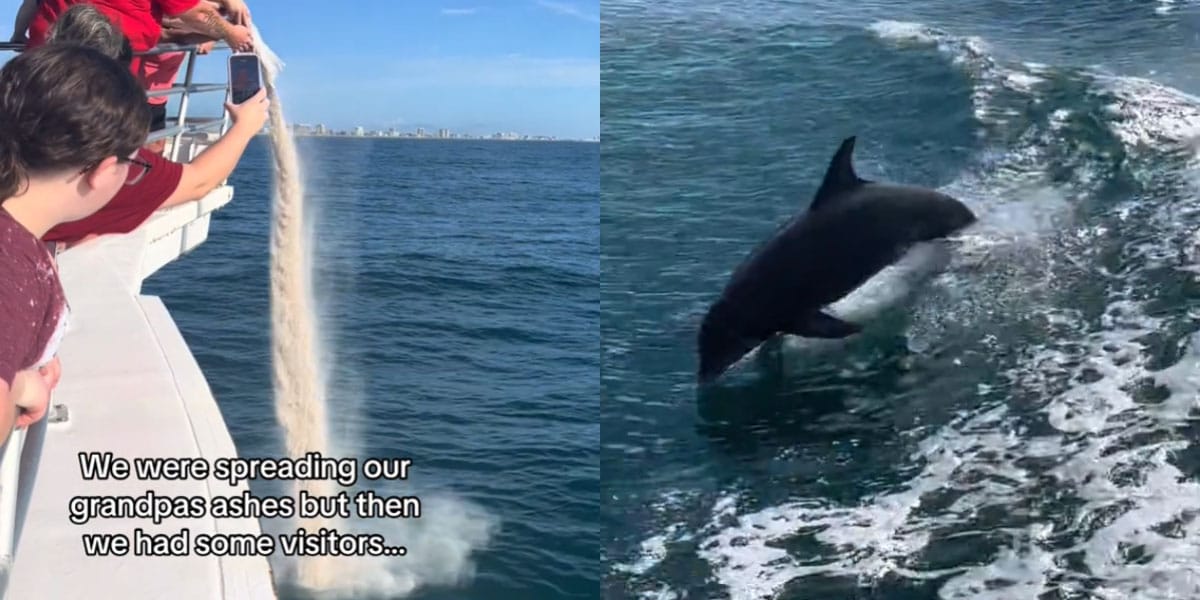 Posuli pepel in so se pojavili delfini