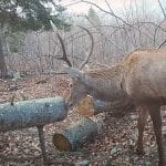 Video, prežagan hlod