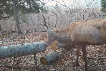 Pester živalski svet Kočevskega Roga: Video pri prežaganem hlodu navdušuje