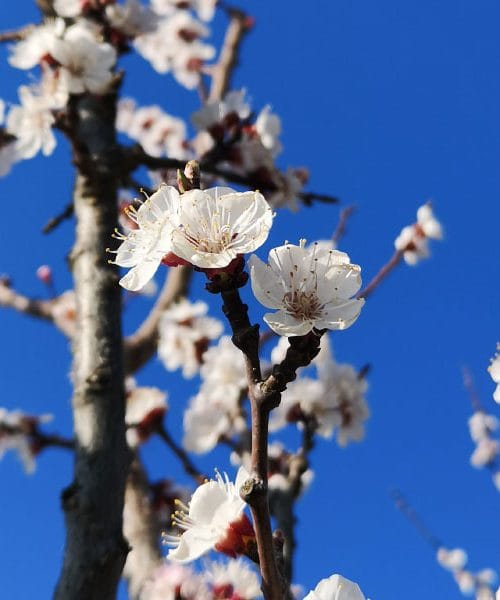 Čarobni marec ali ko marelice prebudijo pomlad s svojimi cvetovi
