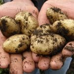 Najboljša sorta krompirja