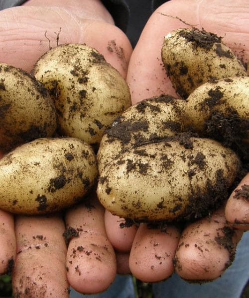 Najboljša sorta krompirja: Izbira, pridelava in uporaba